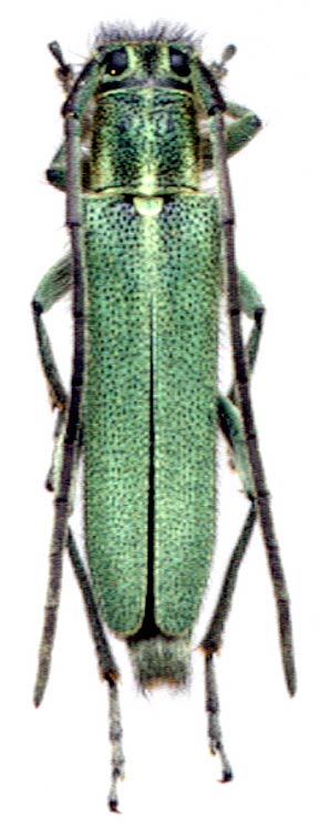 Phytoecia (Opsilia) coerulescens 