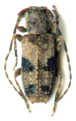 Pogonocherus inermicollis 