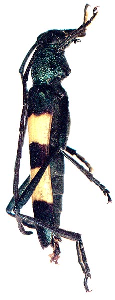 Polyzonus fasciatus