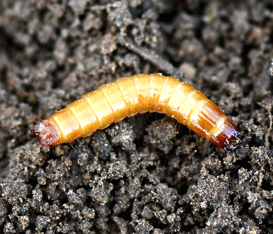 Selatosomus aeneus  (L., 1758) - larva