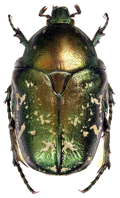 Protaetia (Netocia) ungarica sibirica (Gebler, 1829)