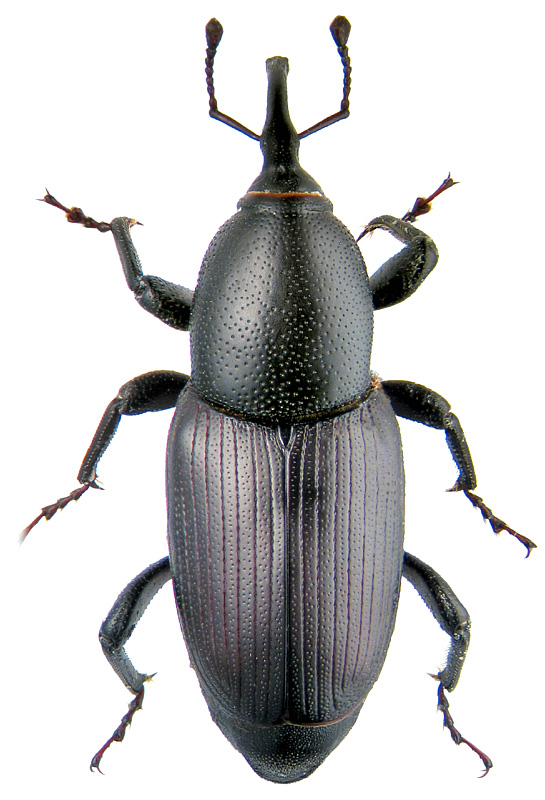 Sphenophorus abbreviatus F.