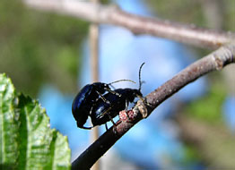 Leaf beetle (Chrysomelidae)