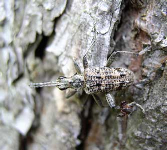 Rhagium inquisitor (Cerambycidae)