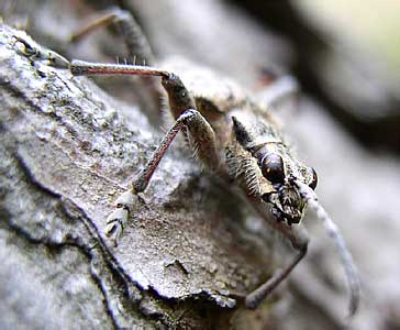- Rhagium inquisitor (Cerambycidae)