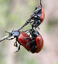 Leaf beetle (Chrysomelidae)