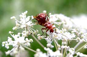 Soldier beetles (Cantharidae)