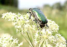 Cetonia aurata<br> (Scarabaeidae)