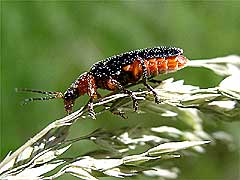 Cantharis sp.<br> (Cantharidae)