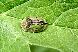 Cassida sp.<br> (Chrysomelidae)