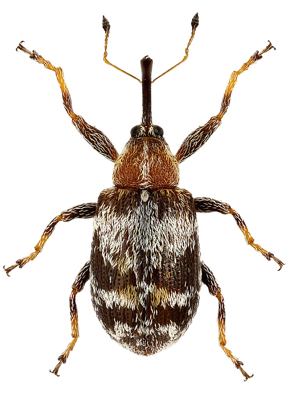 Anthonomus (Persexarthrus) brevispinus Pic, 1902