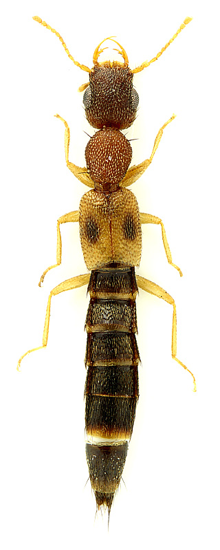 Astenus bimaculatus auliensis Coiffait, 1984