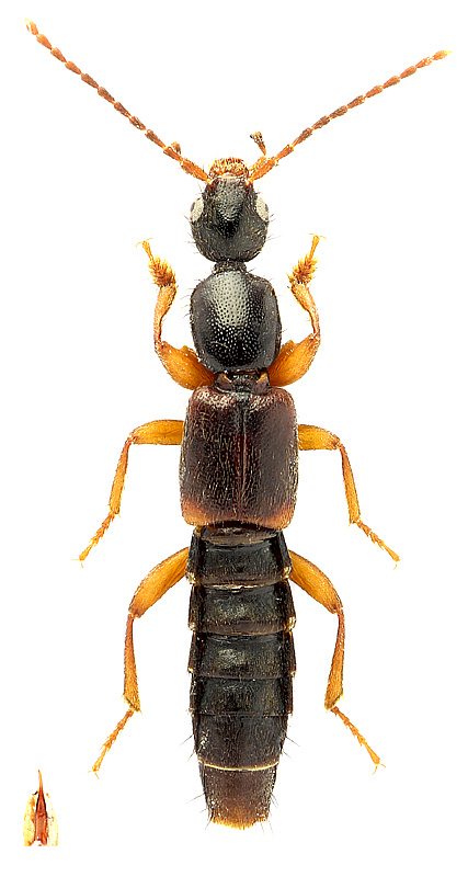 Tetartopeus sp. pr. rufonitidus (Reitter, 1909)