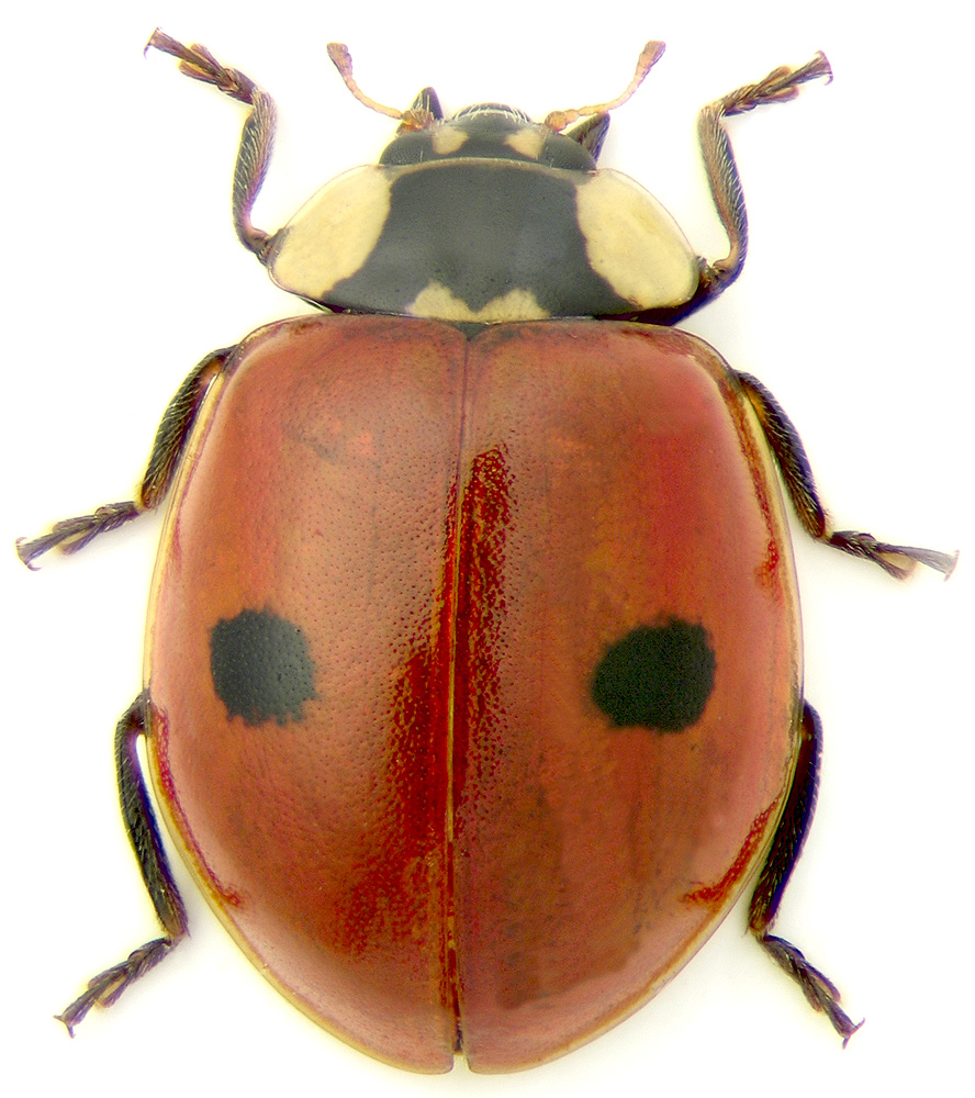 http://www.zin.ru/ANIMALIA/Coleoptera/images/foto/adalia_bipunctata.jpg