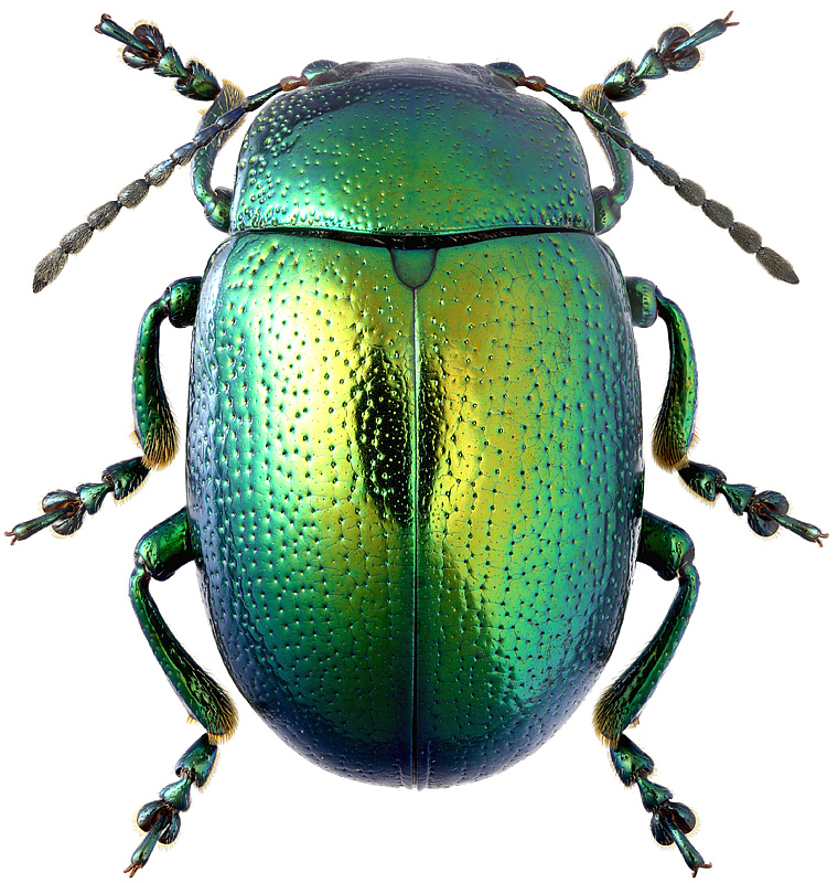 Chrysolina herbacea Duft., 1825