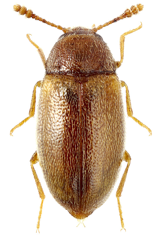 Pseudotriphyllus colchicus (Rtt., 1876 )