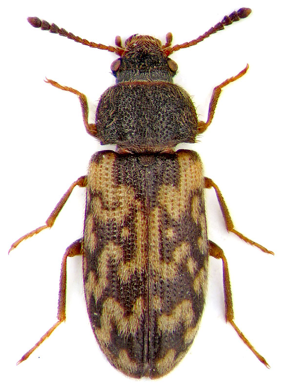 Mycetophagus tschitscherini Rtt.
