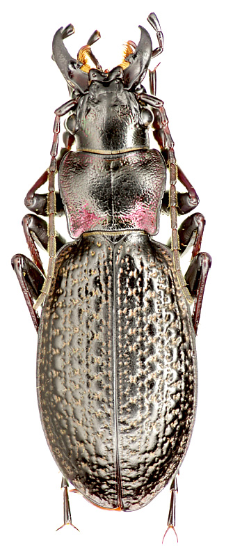 Carabus (Cratocechenus) akinini loudai Gottwald, 1987