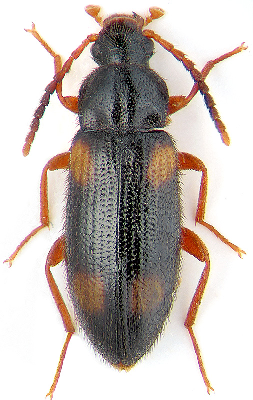 Mycetochara quadrispilota Obenb.