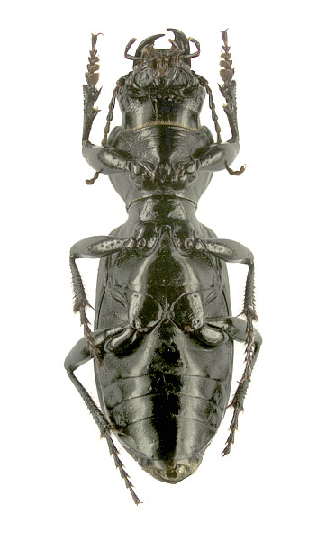 Broscus cephalotes, male