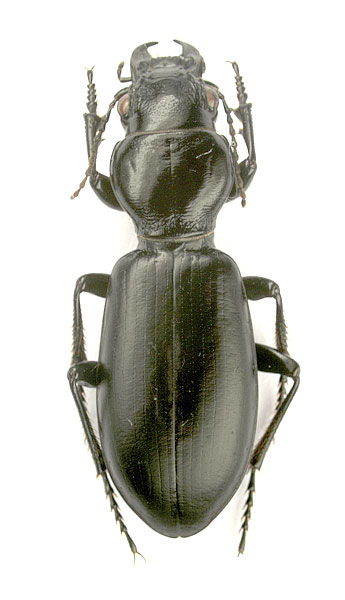 Broscus cephalotes, female
