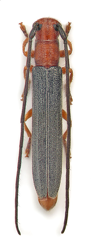 Oberea (Amaurostoma) donceeli Pic
