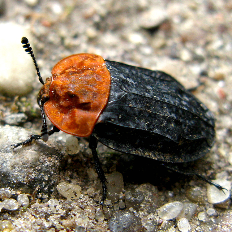 Oiceoptoma thoracicum (Linnaeus, 1758)