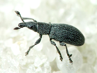 Pseudostenapion simum (Germar, 1817)