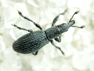 Pseudostenapion simum (Germar, 1817)