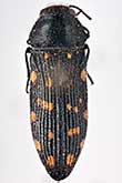 <I>Acmaeodera (Acmaeotethya) degener mlokossewiczi</I> Semenov, 1896