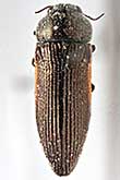 <I>Acmaeodera (Cobosiella) chotanica</I> Semenov, 1891