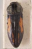 <I>Acmaeoderella (Acmaeoderella) caspica caspica</I> (Ganglbauer, 1888)