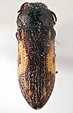 <I>Acmaeoderella (Acmaeoderella) deminuta</I> (Semenov, 1895)