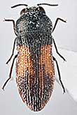 <I>Acmaeoderella (incertae sedis) lopatini</I> Volkovitsh, 2013