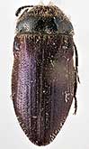 <I>Acmaeoderella (Euacmaeoderella) jakowlewi</I> (Semenov, 1895)