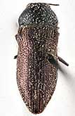 <I>Acmaeoderella (Euacmaeoderella) semiviolacea semiviolacea</I> (Semenov, 1895)