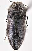 <I>Acmaeoderella (Euacmaeoderella) canescens</I> (Semenov, 1895)