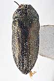 <I>Acmaeoderella (Euacmaeoderella) brandli</I> Volkovitsh, 1981