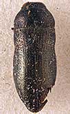 <I>Acmaeoderella (Euacmaeoderella) dubia</I> (Ballion, 1871)