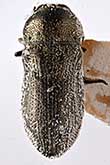 <I>Acmaeoderella (Euacmaeoderella) tragacanthae tragacanthae</I> Volkovitsh, 1987