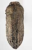 <I>Acmaeoderella (Euacmaeoderella) tragacanthae kopetdagica</I> Volkovitsh, 1987