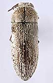 <I>Acmaeoderella (Euacmaeoderella) oblonga</I> Volkovitsh, 1977
