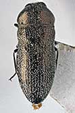 <I>Acmaeoderella (Euacmaeoderella) kubani</I> Volkovitsh, 1987