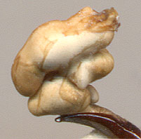 endophallus Carabus latreillei