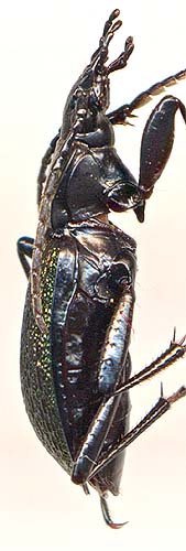 Carabus gaschkewitschi, male