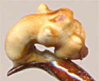 endophallus Carabus gaschkewitschi