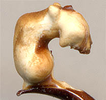 endofallus of Carabus arboreus exarboreus