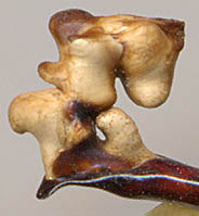 endophallus Carabus hungaricus scythus