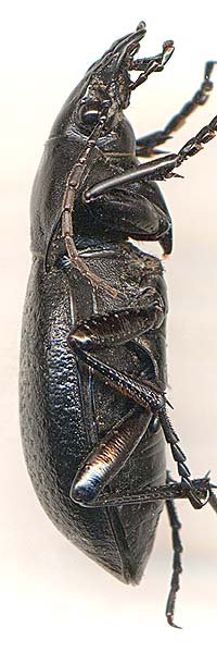 Carabus hungaricus scythus, male