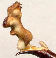 endofallus of Carabus avinovi